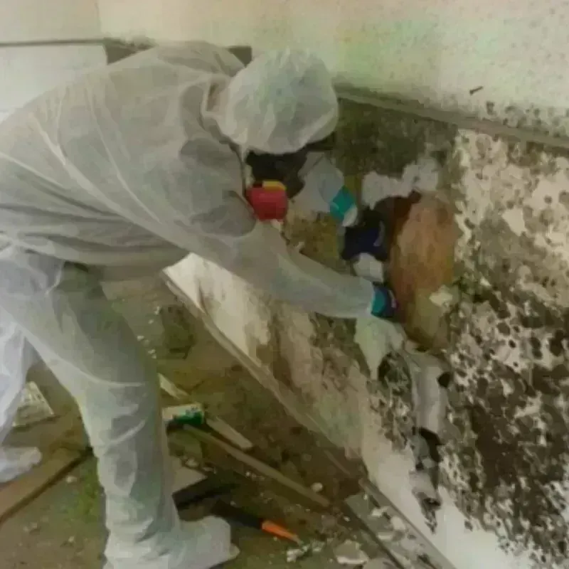 Mold Remediation and Removal in Amite, LA